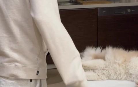 DB官网在线登录入口AL官方晒Tarzan逗狗视频：机器人短路了🤖⚡